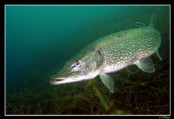 Rendez-vous with THE Pike :-) by Daniel Strub 
